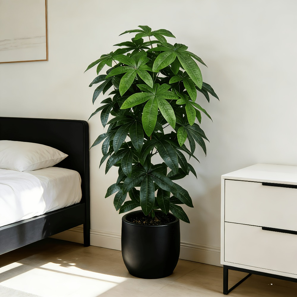 Fiddle Leaf Fig - An Artificial Money Tree Pachira Aquatica